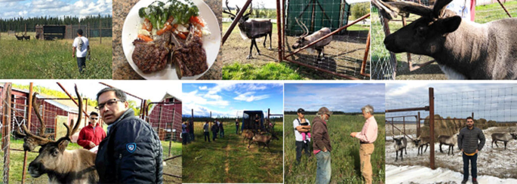 Photo collage from areas part of the Reindeer Herding project.