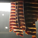 Salmon drying on fish rack