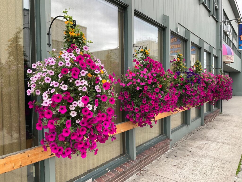 Jaw-Dropping Hanging Baskets. Here's How. – Tanana Chiefs Conference